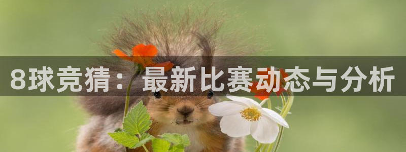 8球竞猜：最新比赛动态与分析