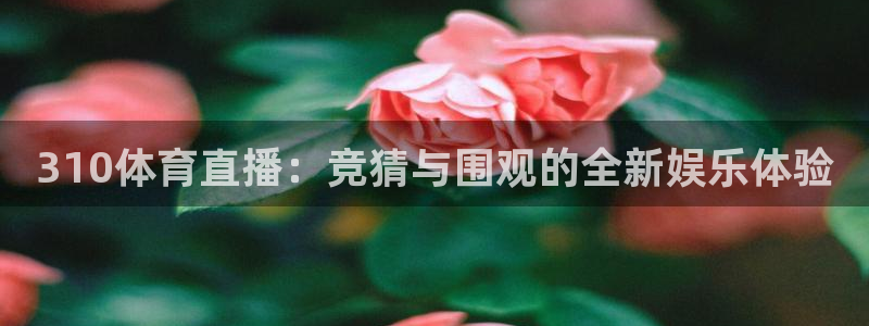 310体育直播：竞猜与围观的全新娱乐体验