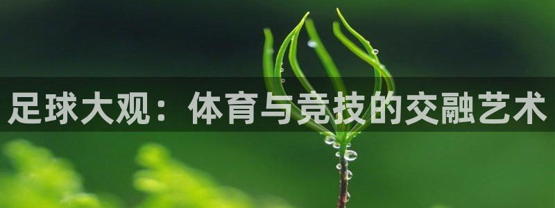 足球大观：体育与竞技的交融艺术