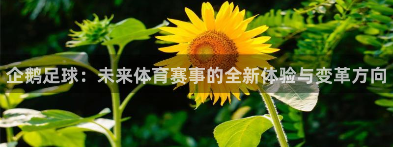 企鹅足球：未来体育赛事的全新体验与变革方向