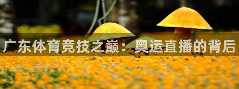 广东体育竞技之巅：奥运直播的背后