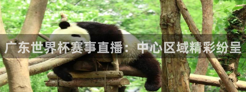 广东世界杯赛事直播：中心区域精彩纷呈
